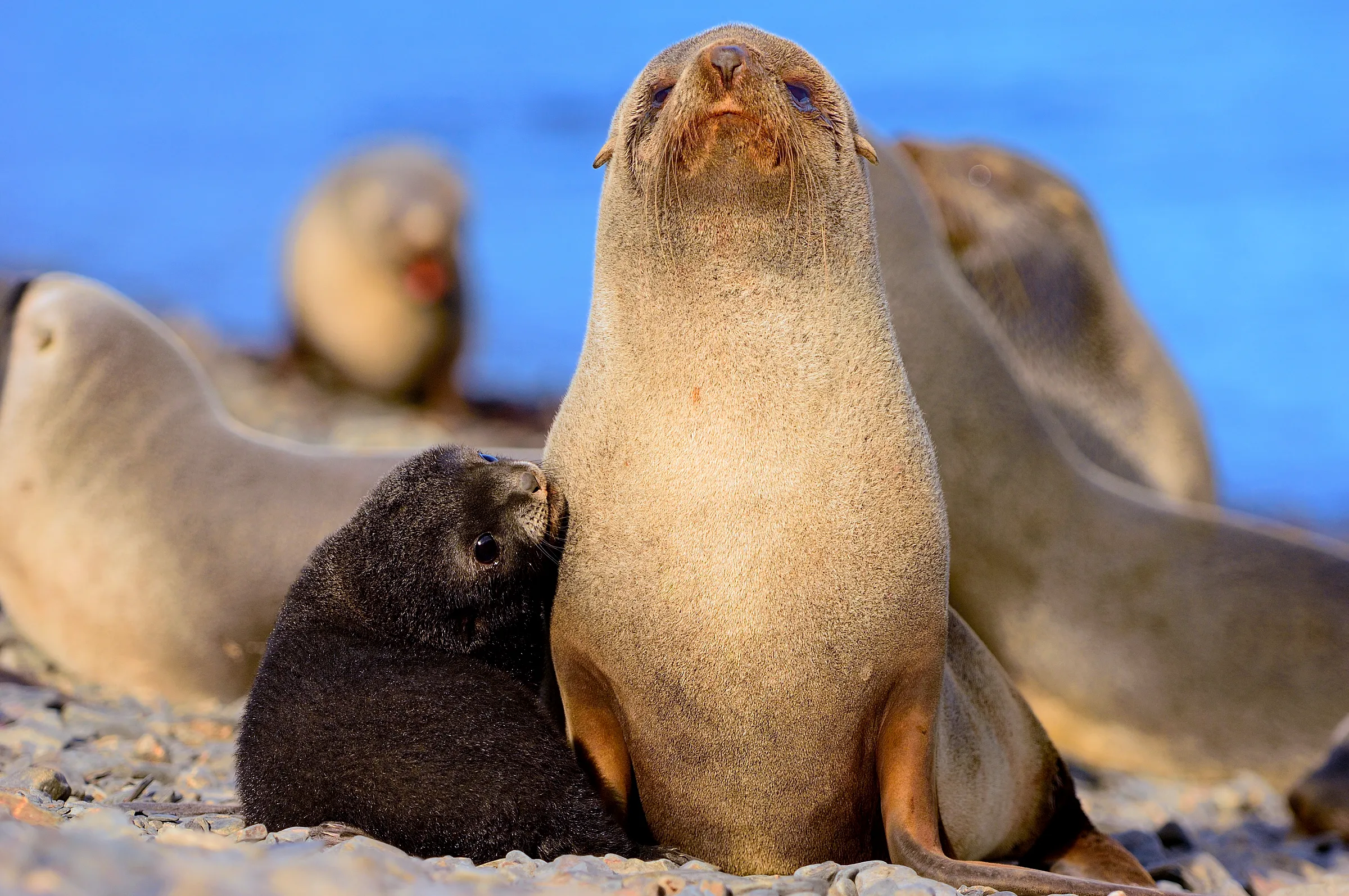 A baby seal huddles against its mother and stares up at her while the mother stares at camera.