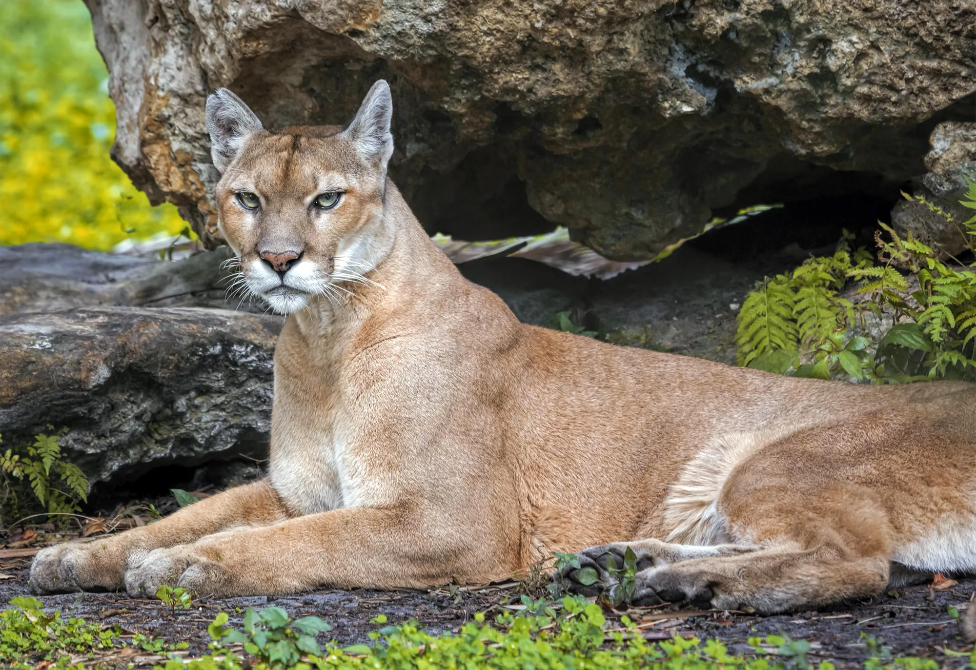 A Florida panther resting on the ground beside a boulder.