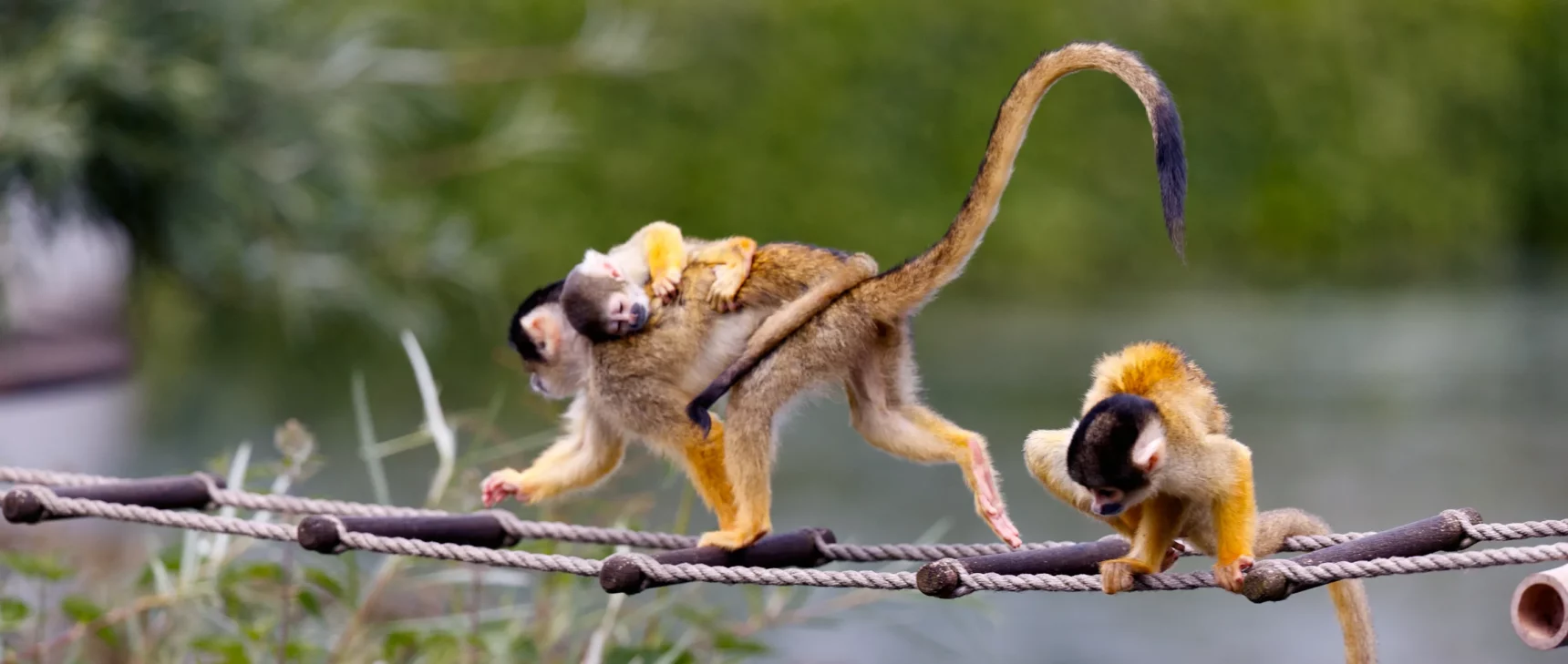 A female Bolivian squirrel monkey with a baby on its back, walking across a suspended rope ladder. A third money crouches behind it.