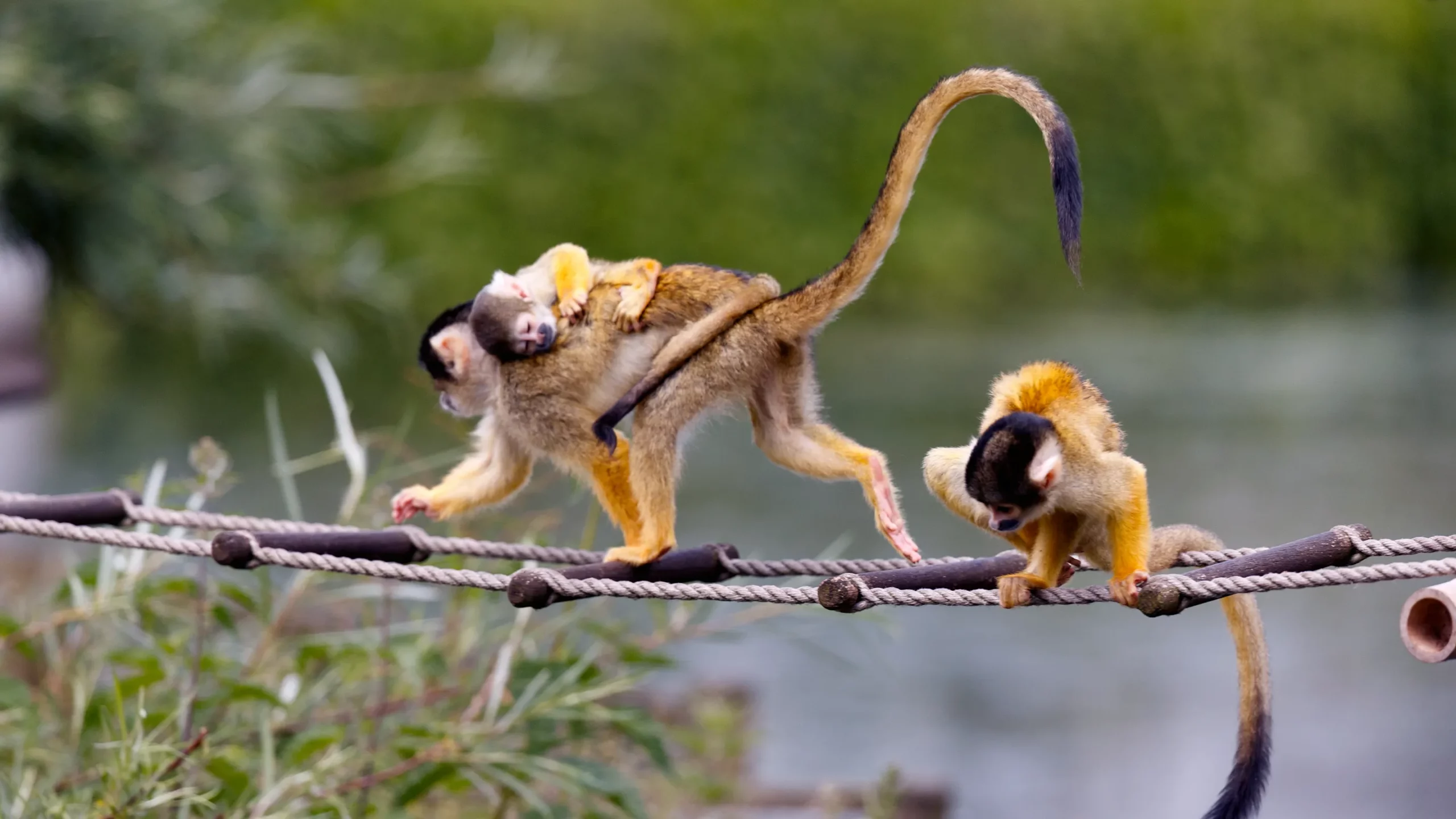 A female Bolivian squirrel monkey with a baby on its back, walking across a suspended rope ladder. A third money crouches behind it.