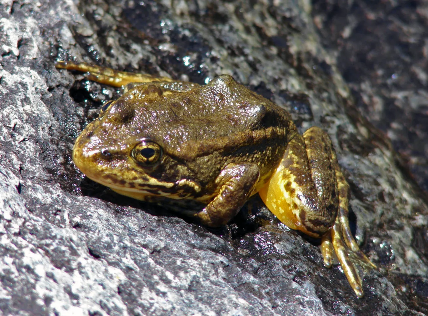 Mountain yellow-legged frog (Rana muscosa) crouching on a wet rocky soil.