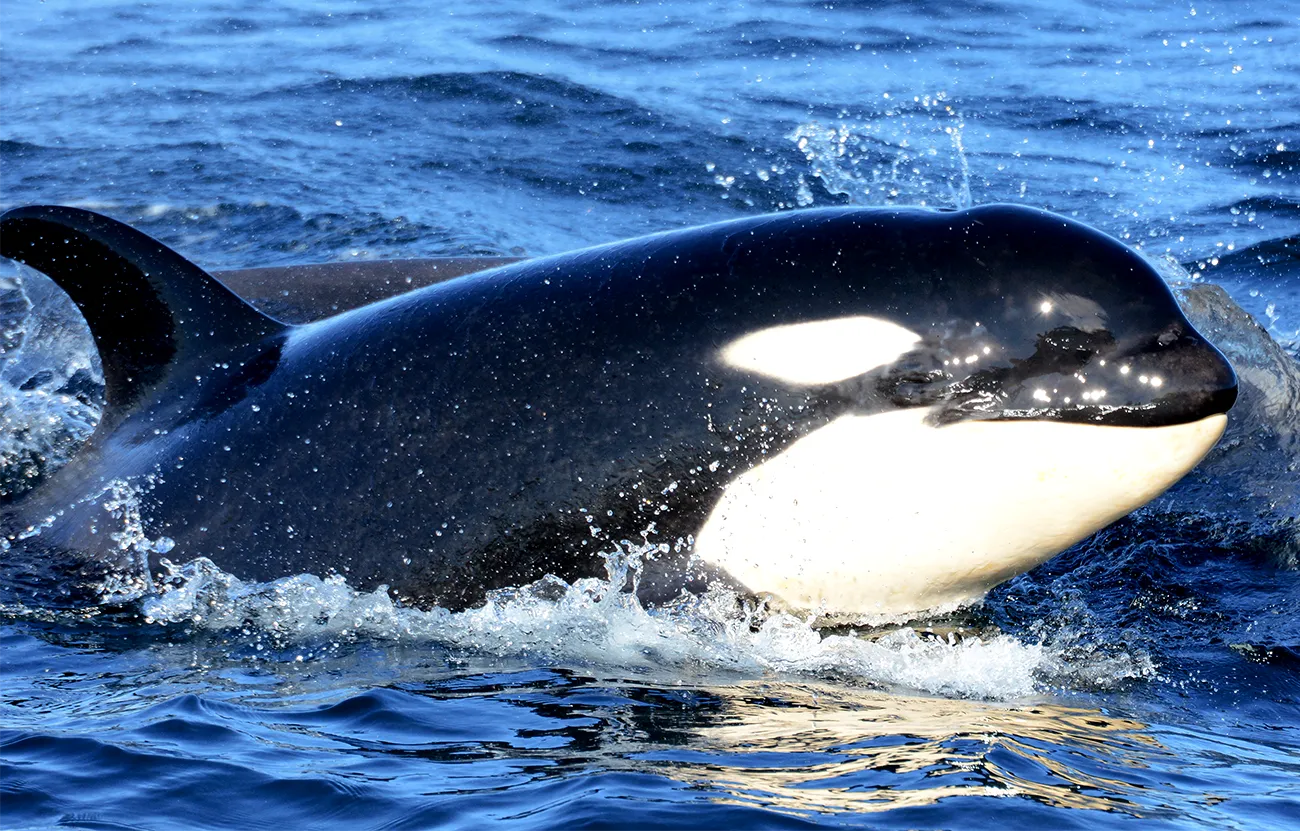 An orca of the southern resident population.