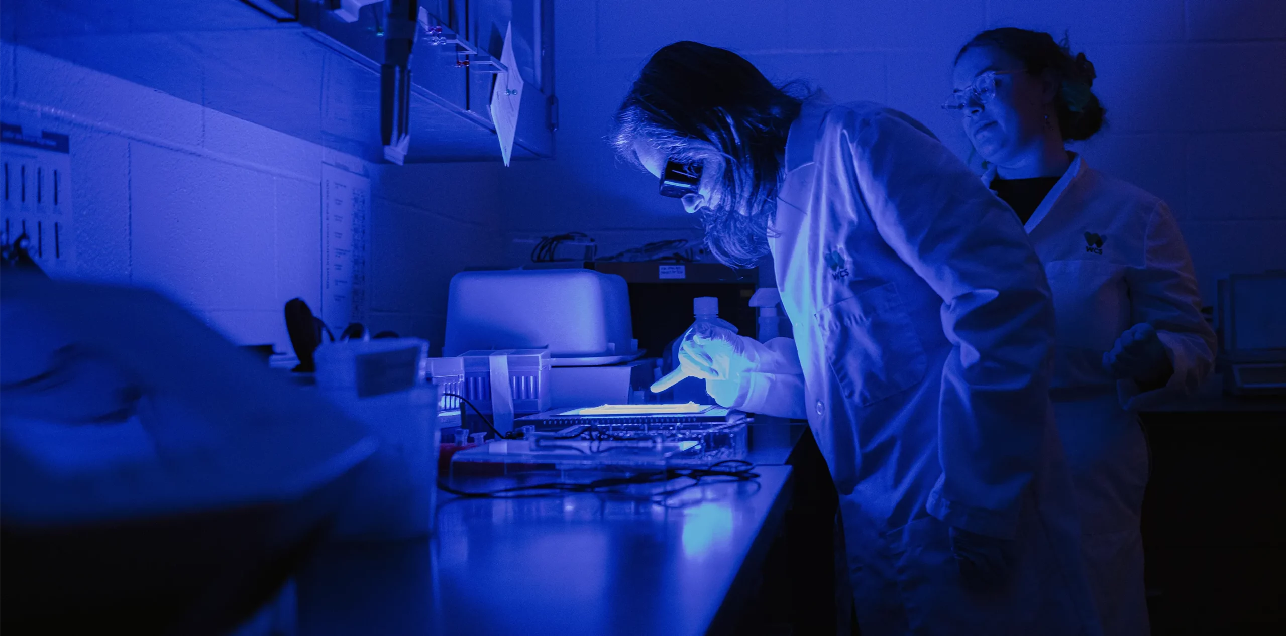 Tracie Seimon wearing gloves and containment gear in her darkened laboratory, looking at the illuminated data on a bench.