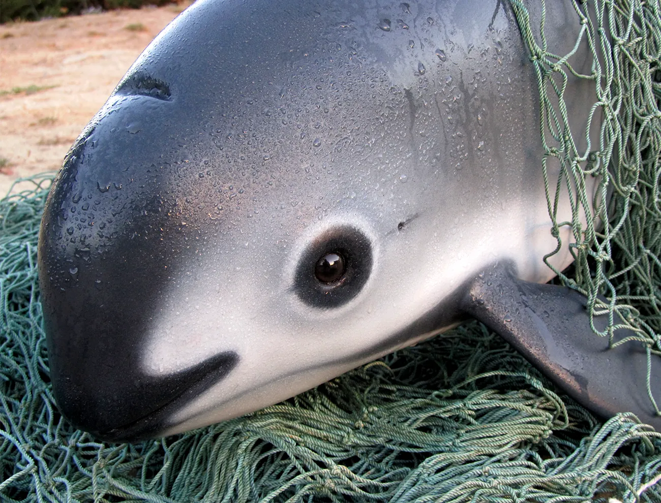 Closeup of a beached vaquita surrounded by gillnetting.