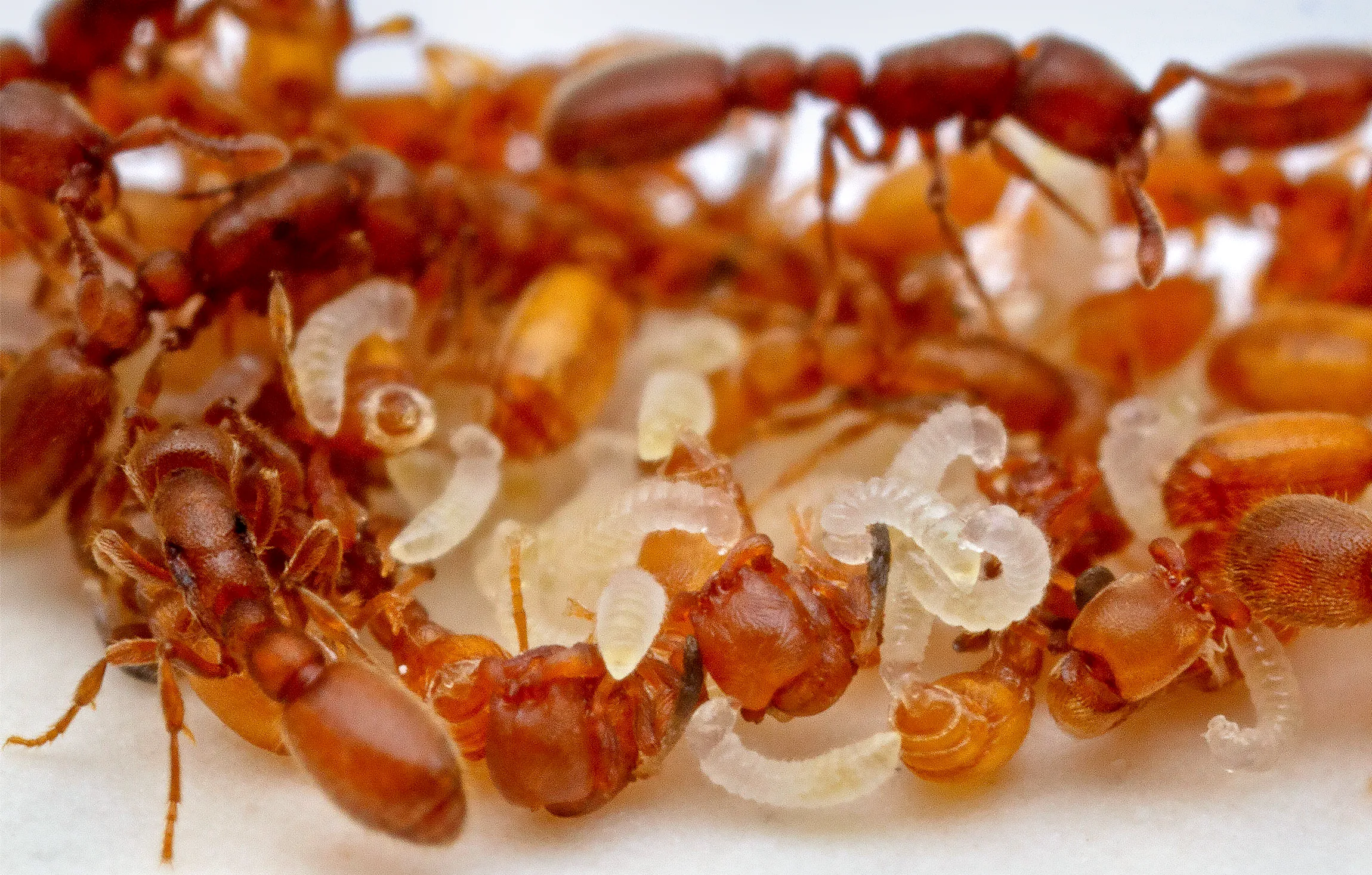 A crowd of clonal raider ants, showing several winged mutants and a pile of white larvae.