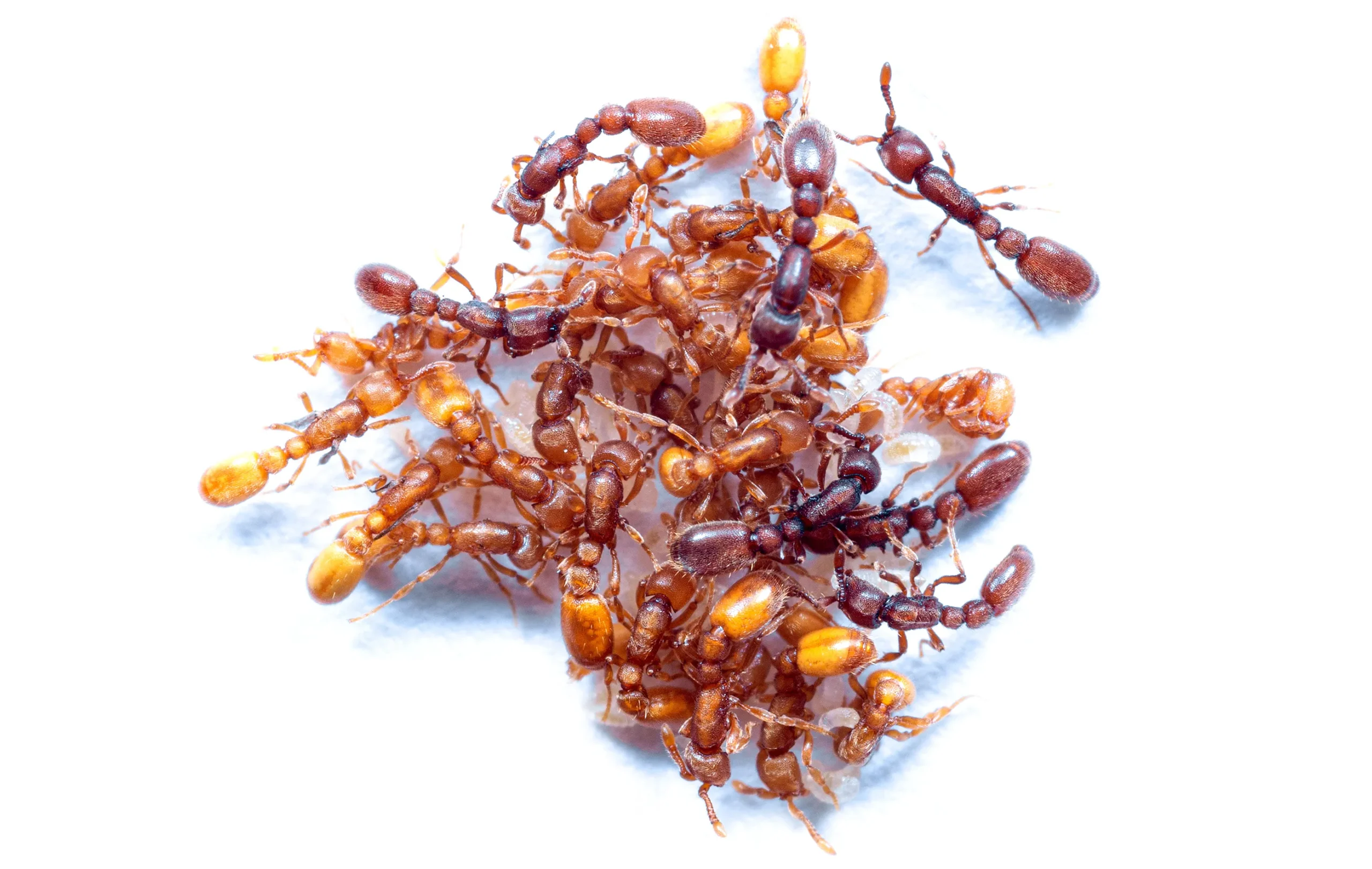 A mass of ants on a white background, seen from above .