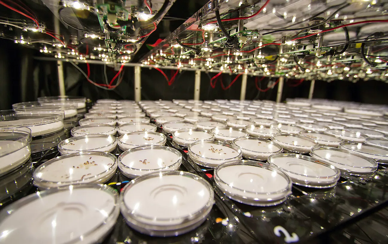 Laboratory setup with many interconnected, round, covered glass dishes for an ant colony.