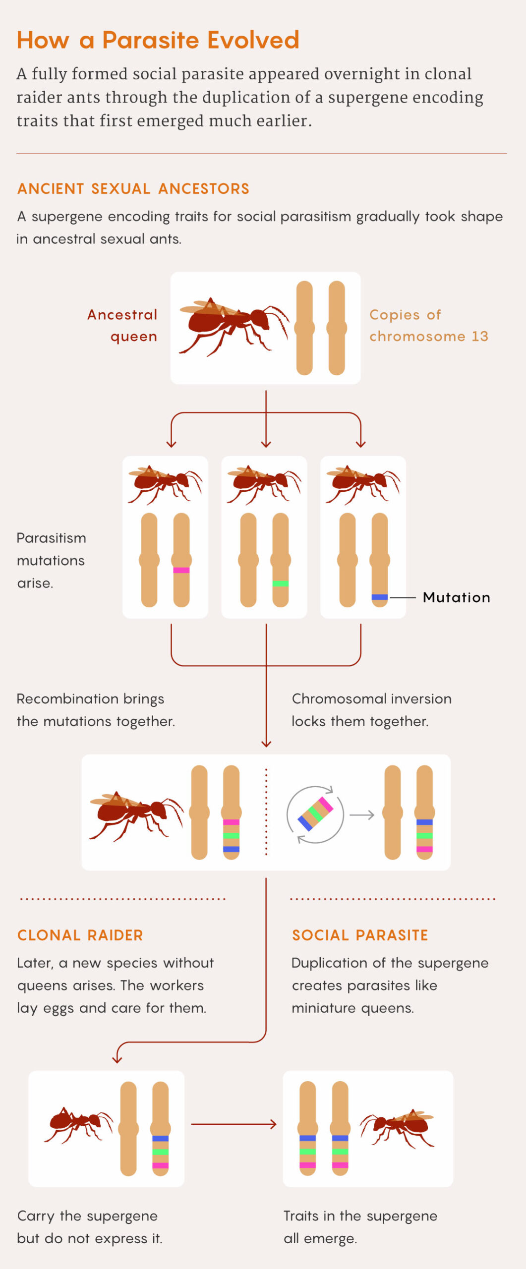 A figure that describes how a supergene could have helped the inquiline social parasites evolve.