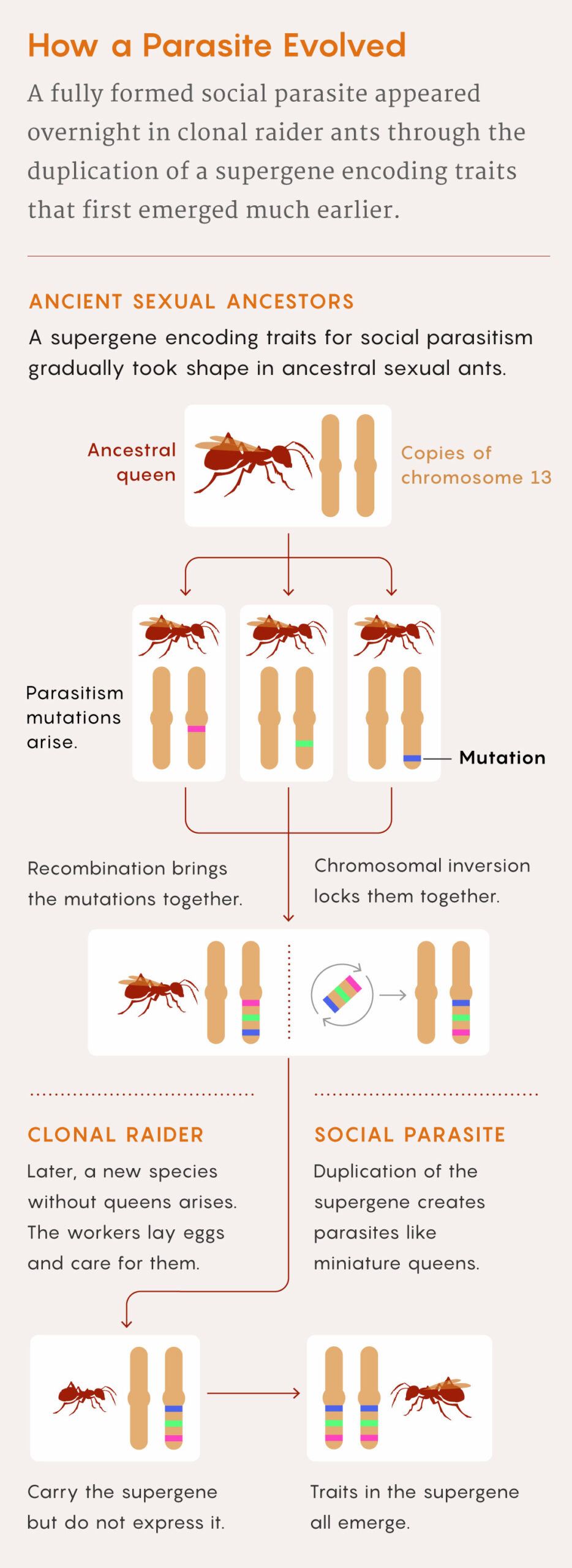 A figure that describes how a supergene could have helped the inquiline social parasites evolve.