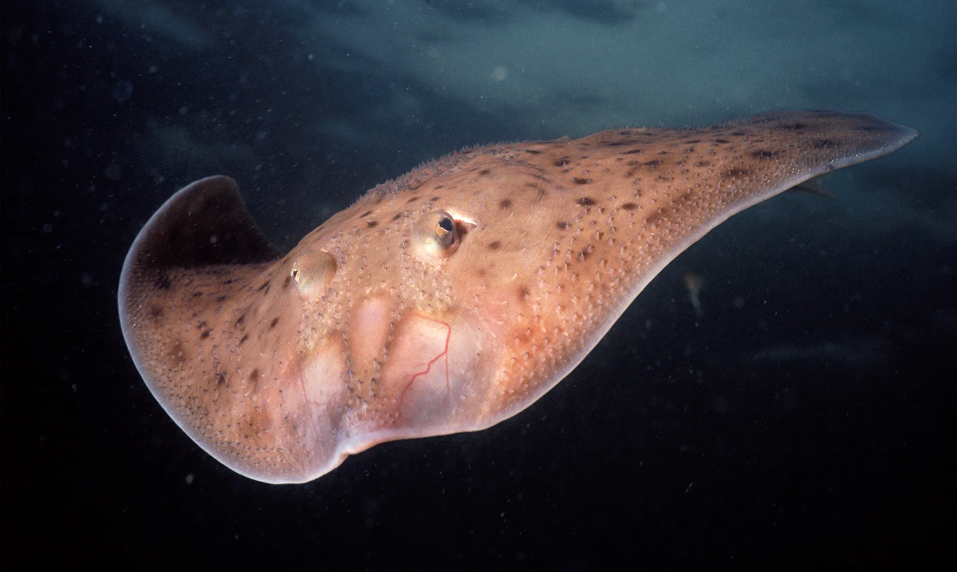 A little skate (Leucoraja erinacea) swimming toward viewer against a dark watery background.