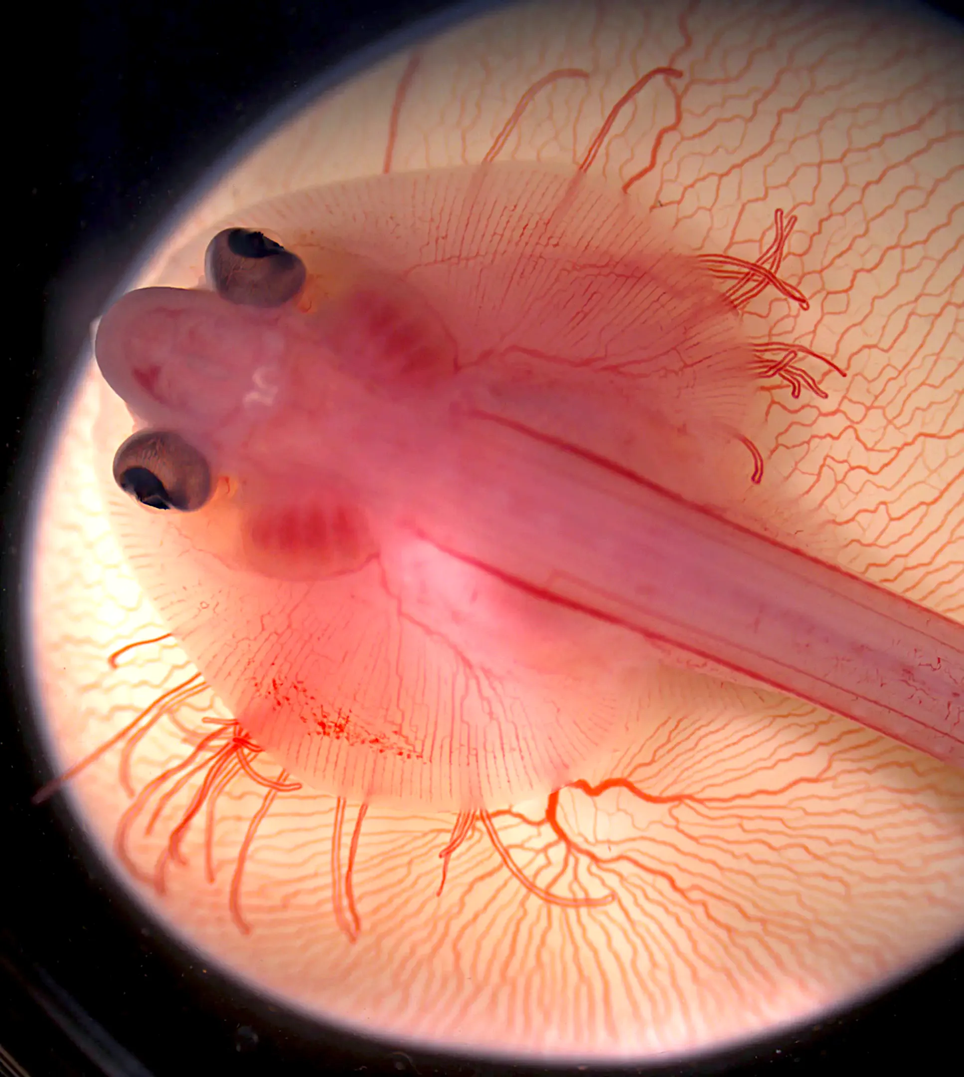 Skate embryo, pink with blood, on yellow yolk sac against a black background.