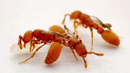 Three “inquiline” social parasites of the clonal raider ant species, showing their queenlike wings on worker-size bodies, on a white background.