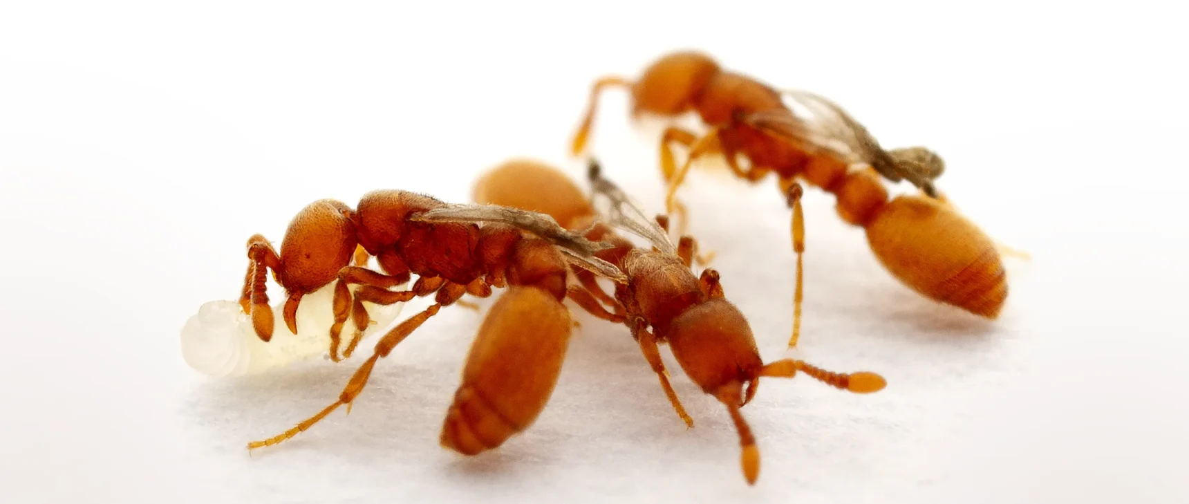 Three “inquiline” social parasites of the clonal raider ant species, showing their queenlike wings on worker-size bodies, on a white background.