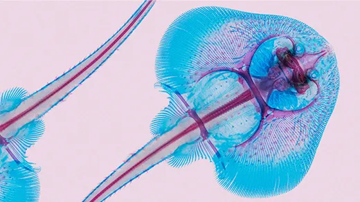 Underside of a skate embryo, stained in blue, on a salmon pink background.