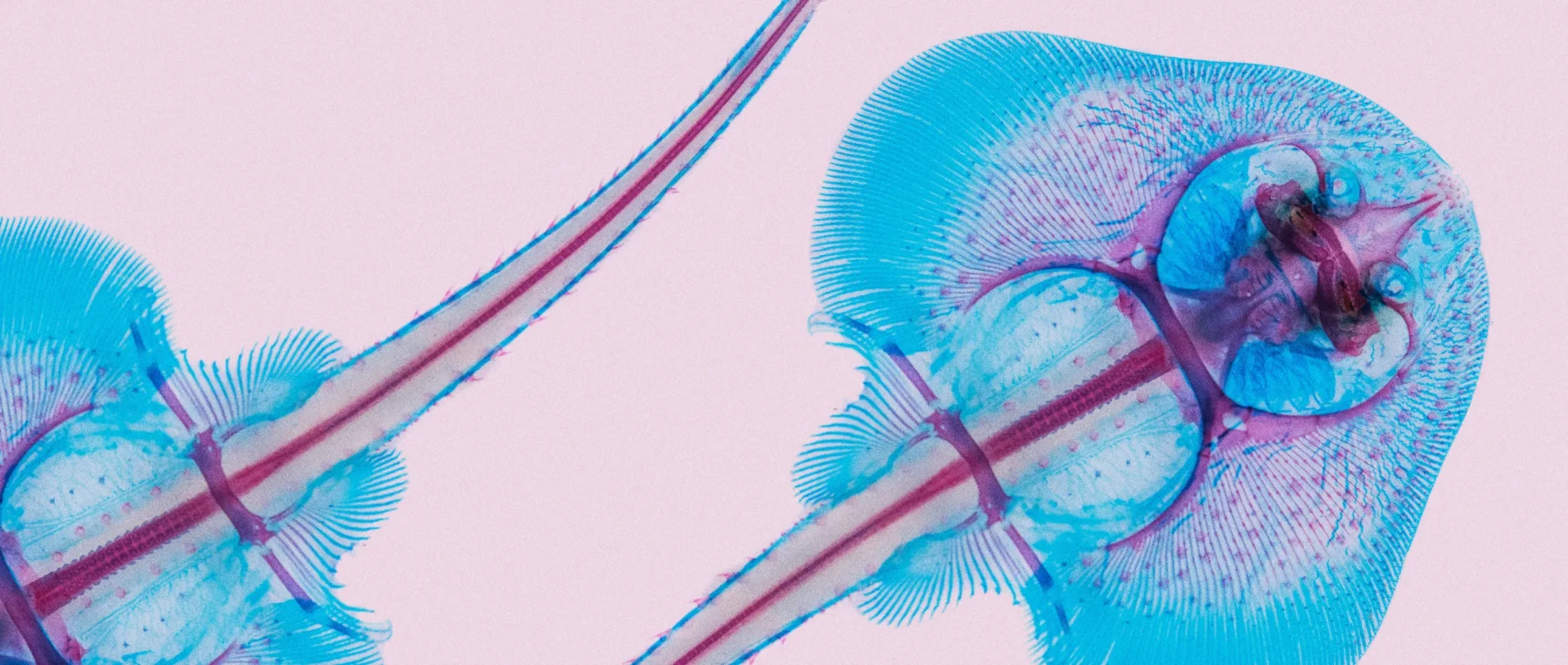 Underside of a skate embryo, stained in blue, on a salmon pink background.