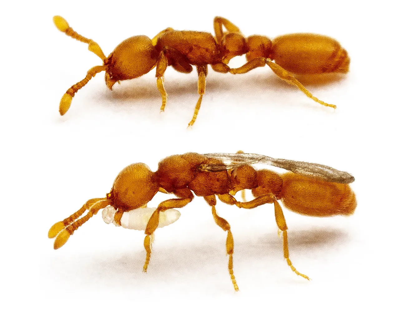 Side-by-side closeups of a regular clonal raider ant worker and an inquiline social parasite, both on a white background.