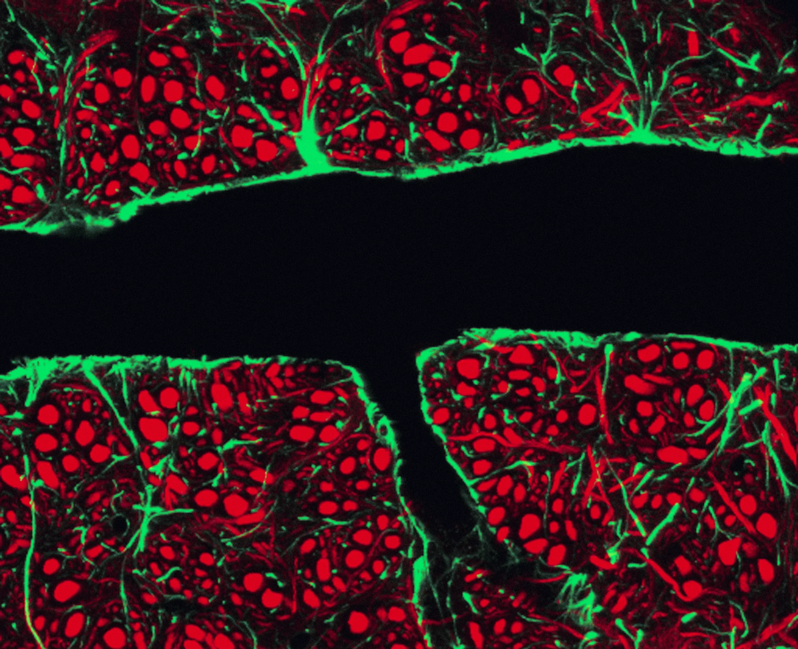 Micrograph with a horizontal channel of blackness bordered by cells stained red and green.