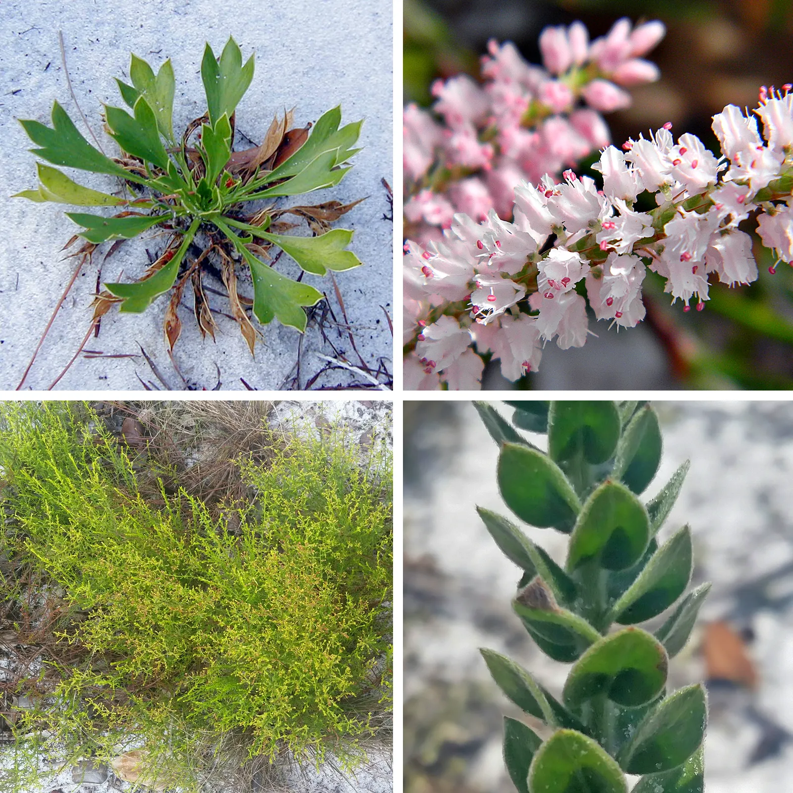 Close-up photos of four plant species taken outside.