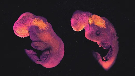 A chemically stained mouse embryo and mouse embryo model against a black background.