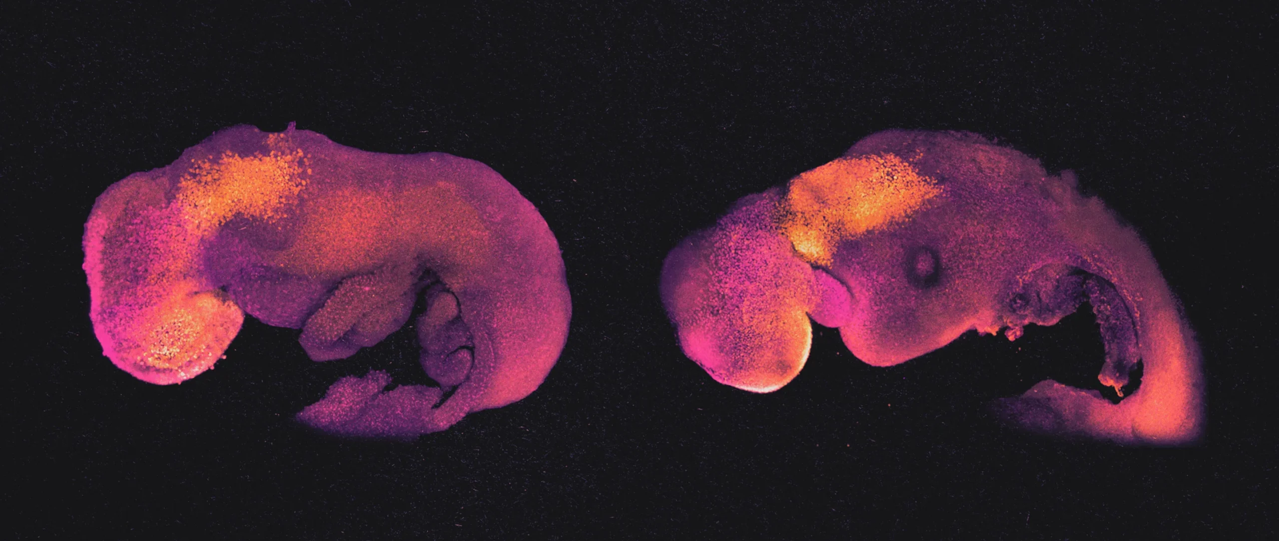 A chemically stained mouse embryo and mouse embryo model against a black background.