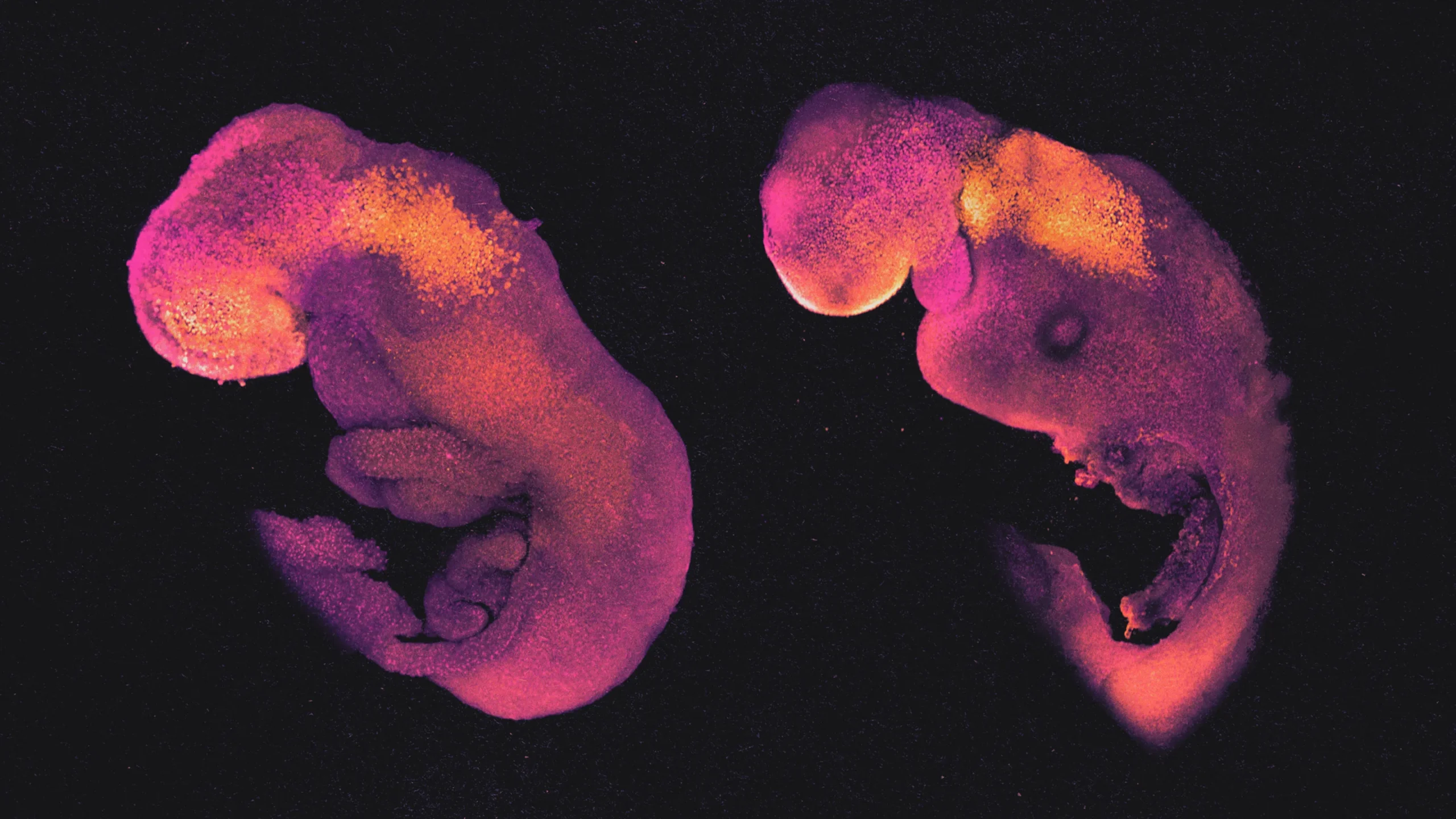 A chemically stained mouse embryo and mouse embryo model against a black background.