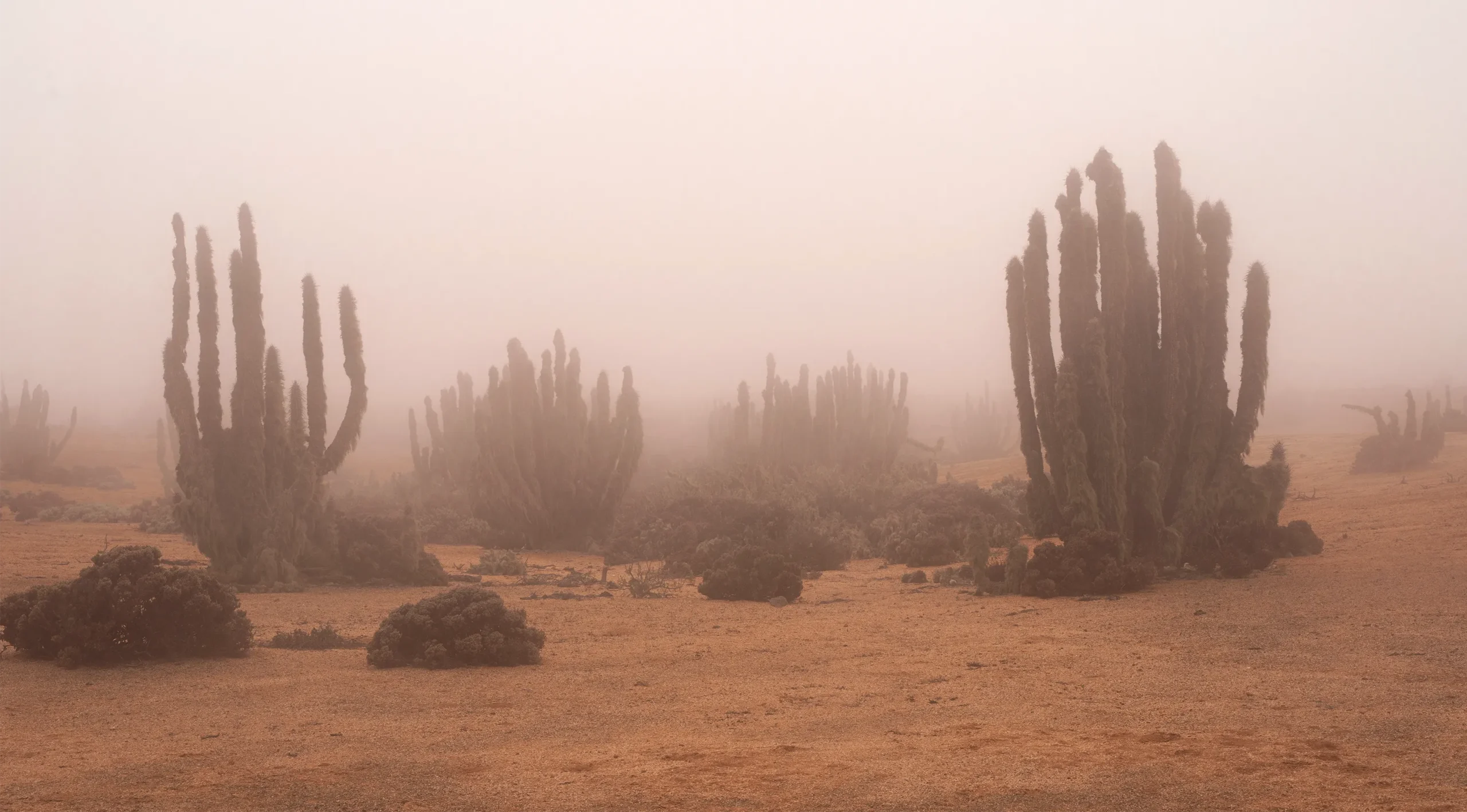 Cacti growing in the desert, surrounded by fog and covered with shaggy lichenous growths.