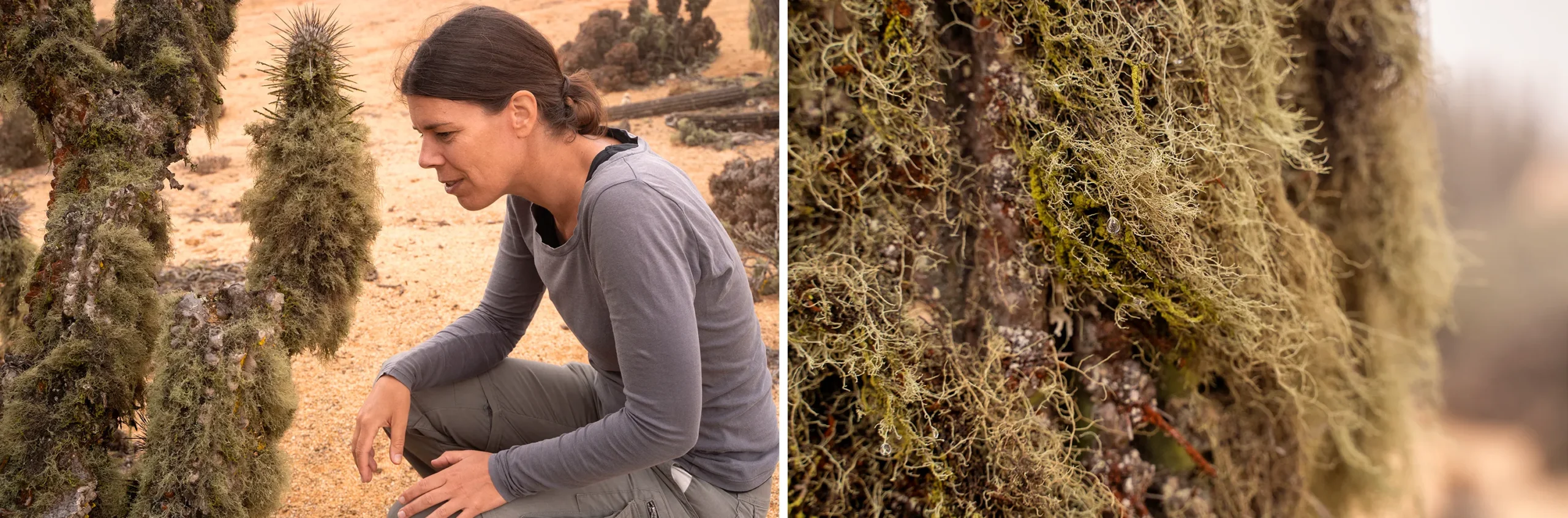 At top, researcher Liesbeth van den Brink squats beside a cactus covered with shaggy lichens. At bottom, a drop of moisture is caught in the lichens.