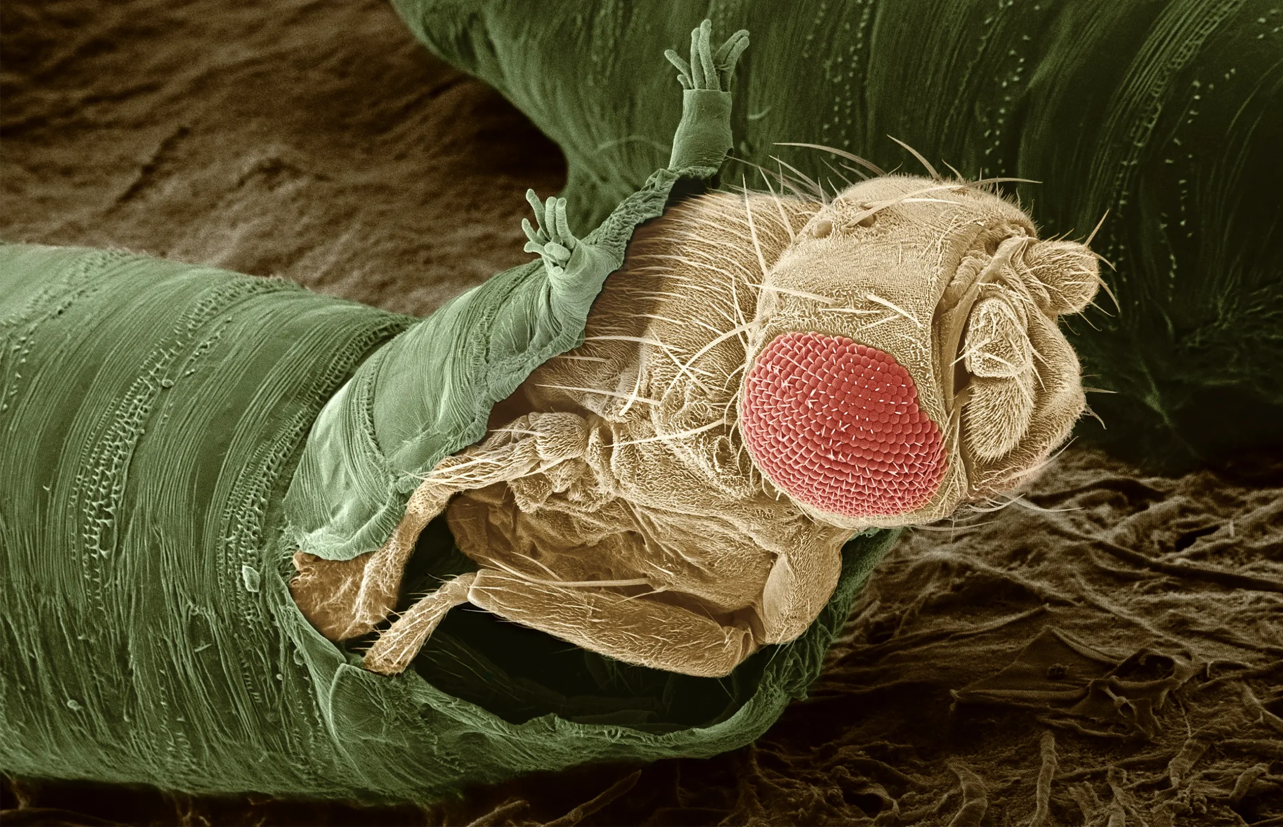 Micrograph of a fruit fly adult emerging from the husk of its pupa stage after metamorphosis.