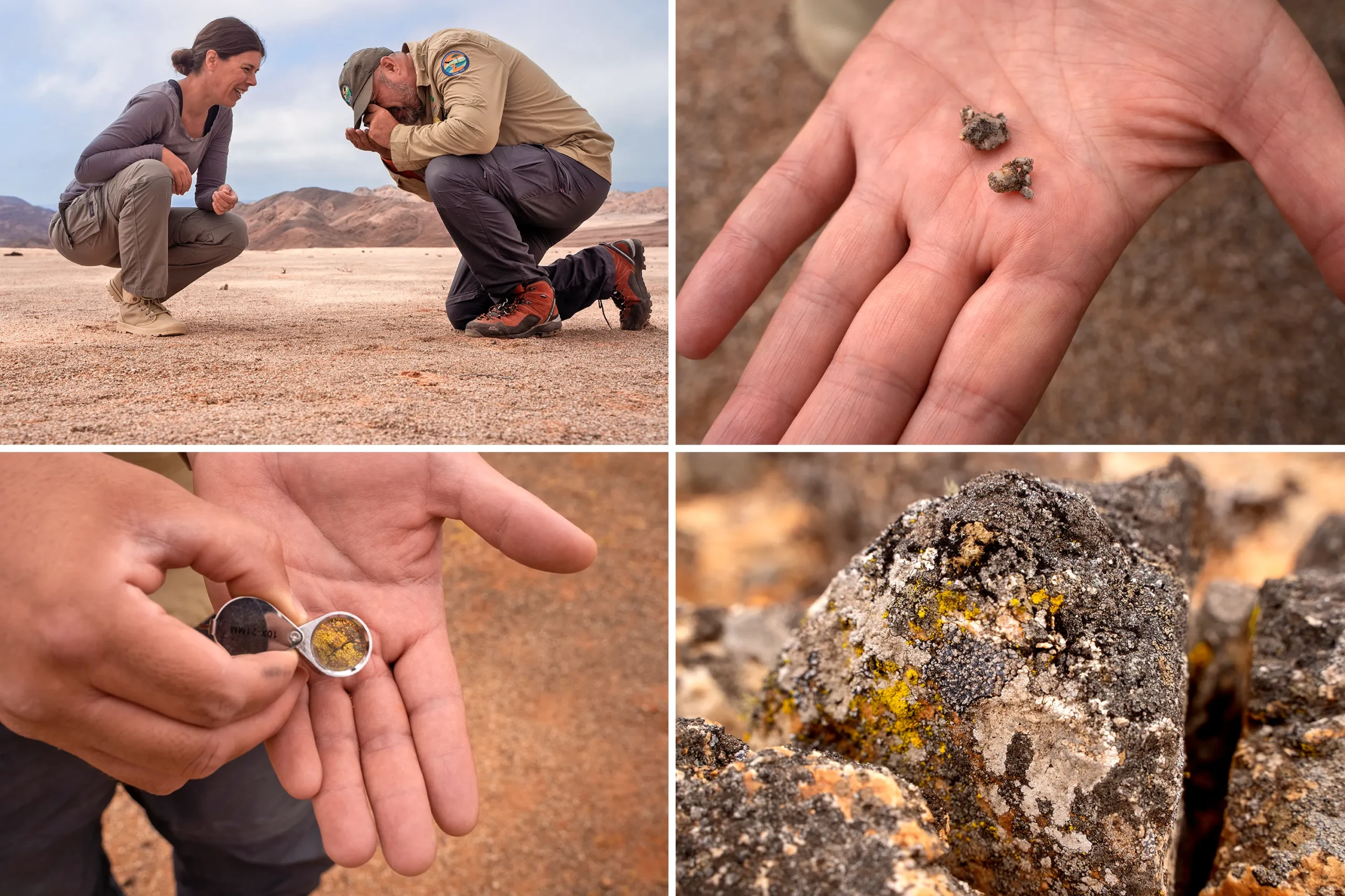 A grid of photos: the researcher Liesbeth van den Brink and the park ranger José Luis Gutiérrez Alvarado crouching on the desert floor; an open palm holding two tiny dark pebbles; a magnified view of the pebbles through a jeweler’s loupe; and desert rocks covered with green, black and yellow microbial growth.