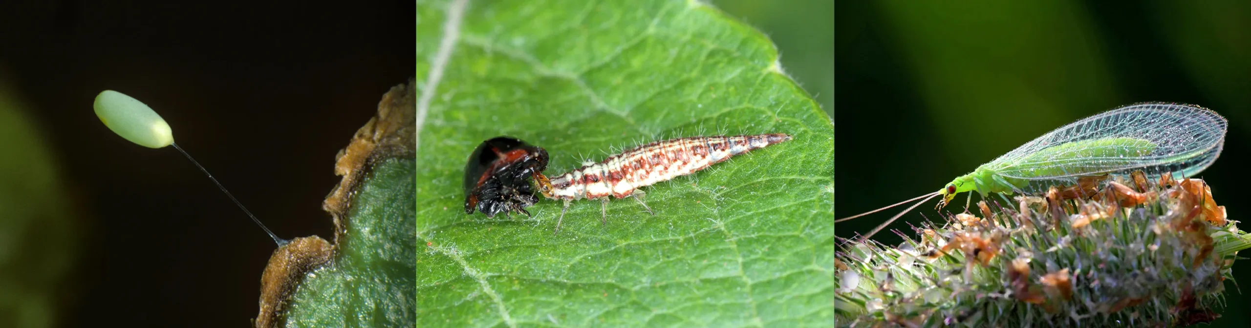 A cluster of green lacewing eggs suspended from short stalks under a leaf; a lacewing larva holding small prey in its mandibles; an adult lacewing perched on a leaf.