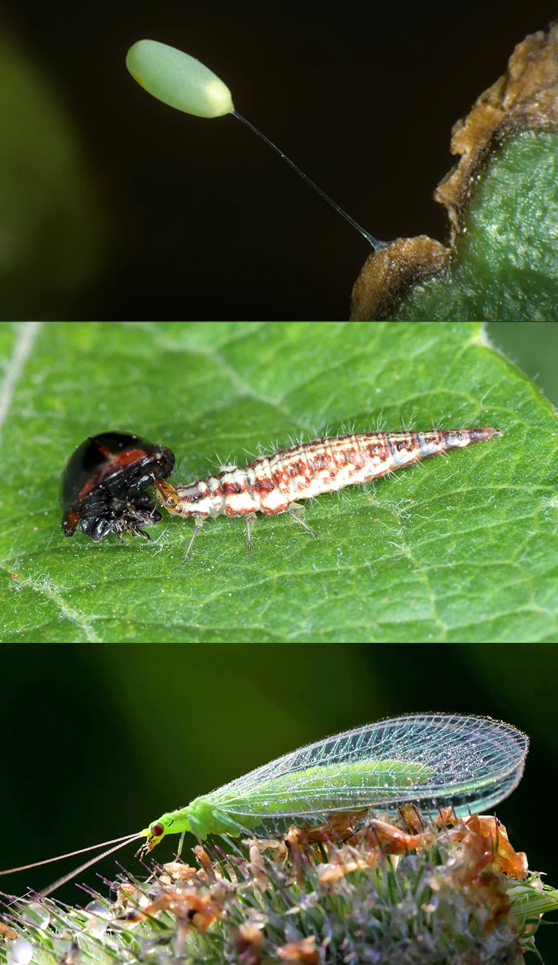 A cluster of green lacewing eggs suspended from short stalks under a leaf; a lacewing larva holding small prey in its mandibles; an adult lacewing perched on a leaf.