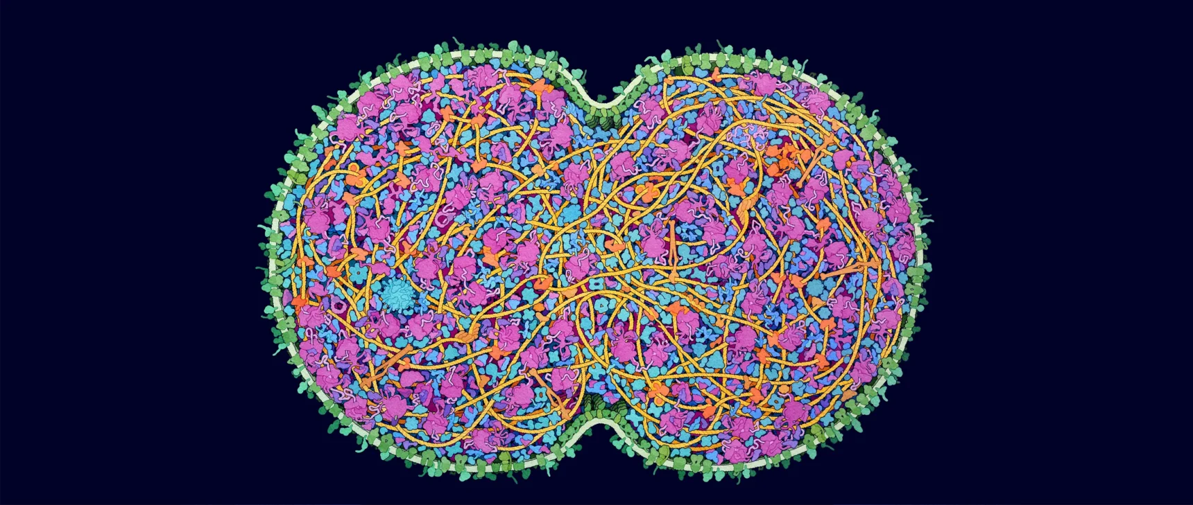 Illustration of a bacterial cell in mid-fission. Its threads of DNA and other internal molecules are divided between the cells. A constriction on the midline marks where the daughter cells are splitting.