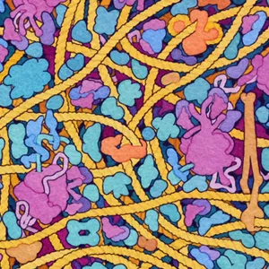 Illustration of a bacterial cell in mid-fission. Its threads of DNA and other internal molecules are divided between the cells. A constriction on the midline marks where the daughter cells are splitting.