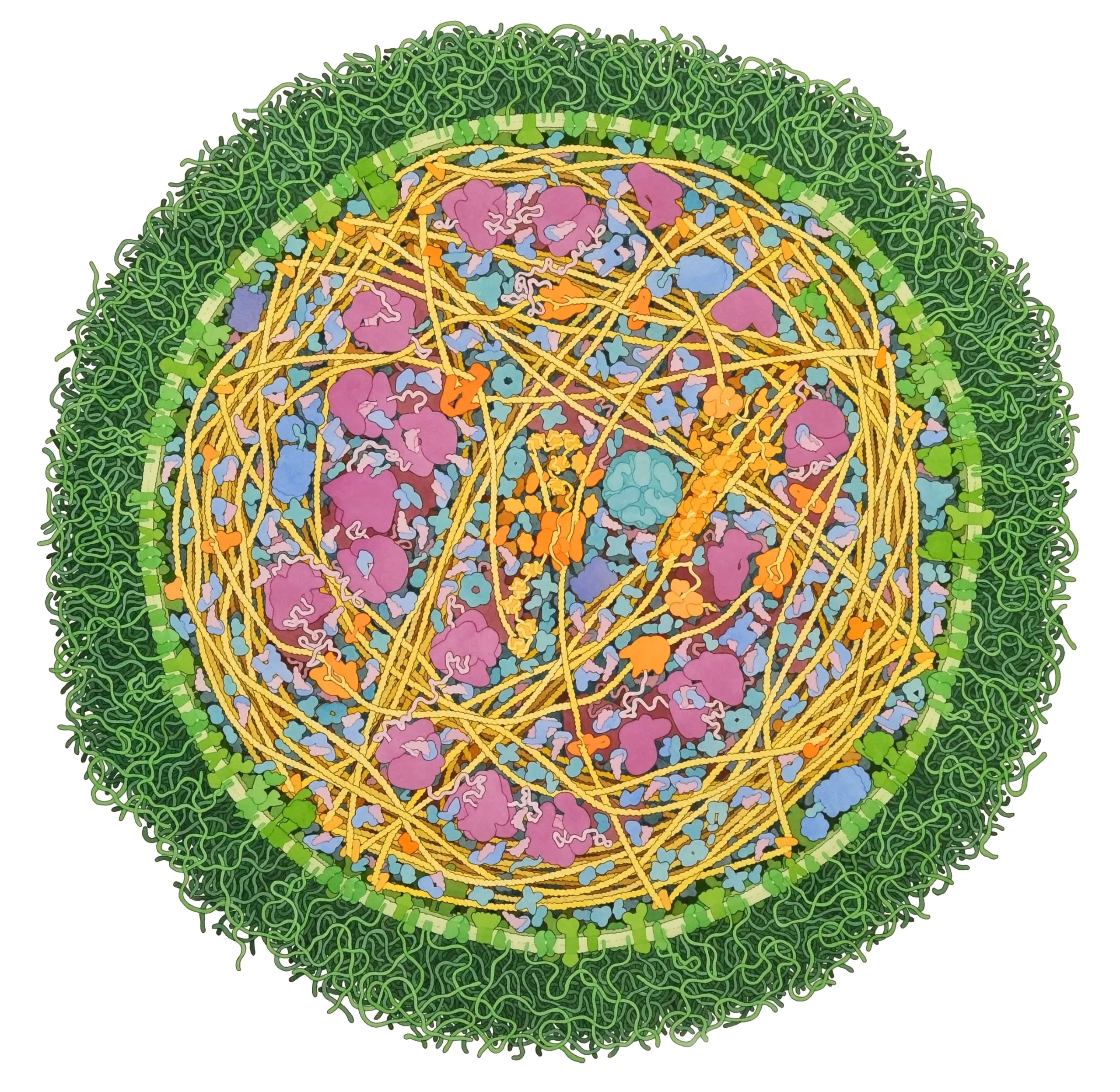 Illustration of a Mycoplasma mycoides cell, revealing its tangle of DNA and other molecular components.