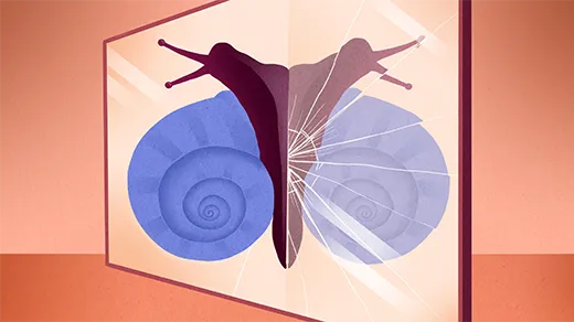 Illustration of a snail climbing on a mirror, showing the opposite spiral of its shell in the reflection.