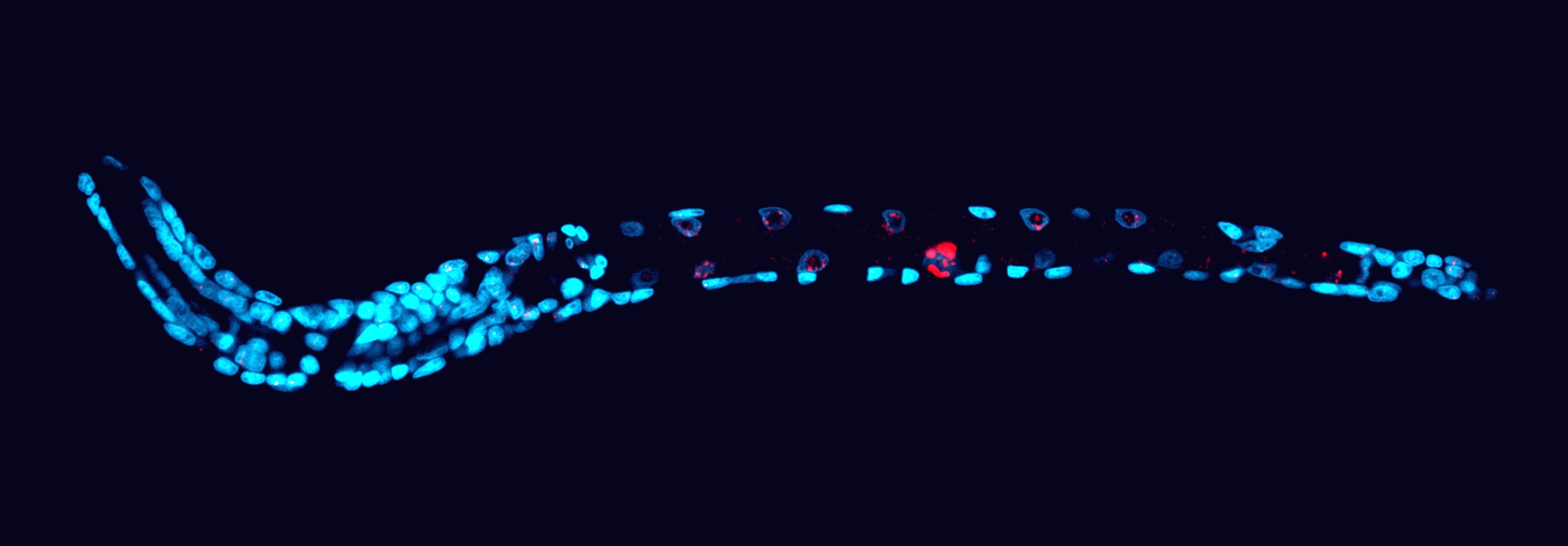 A worm hatchling has glowing blue nuclei throughout its body. Only in the small region of its gonads do DNA fragments (stained red) appear.