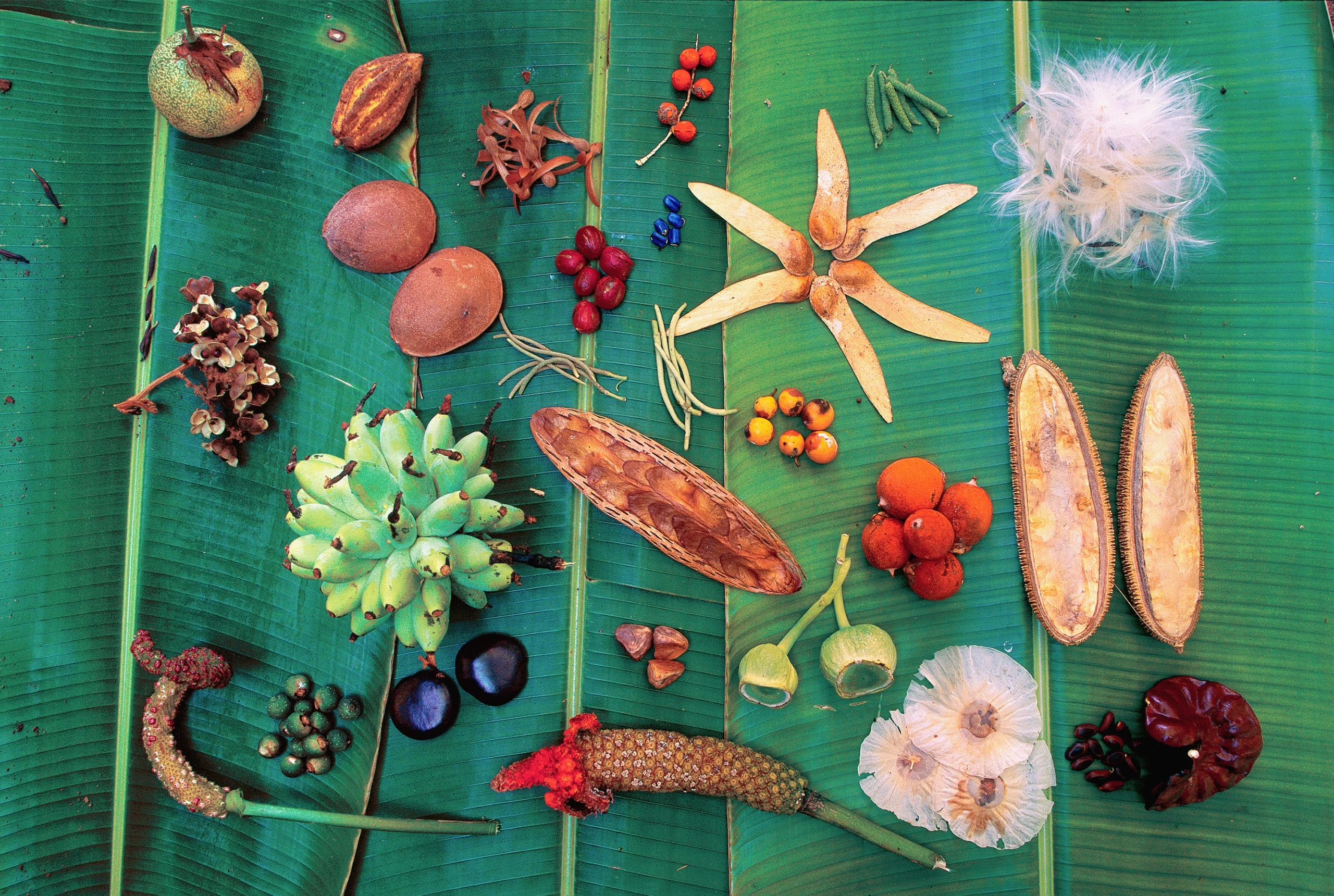 A wide diversity of seeds and seed pods from different tree species in the Barro Colorado Island forest, sitting on big palm leaves.