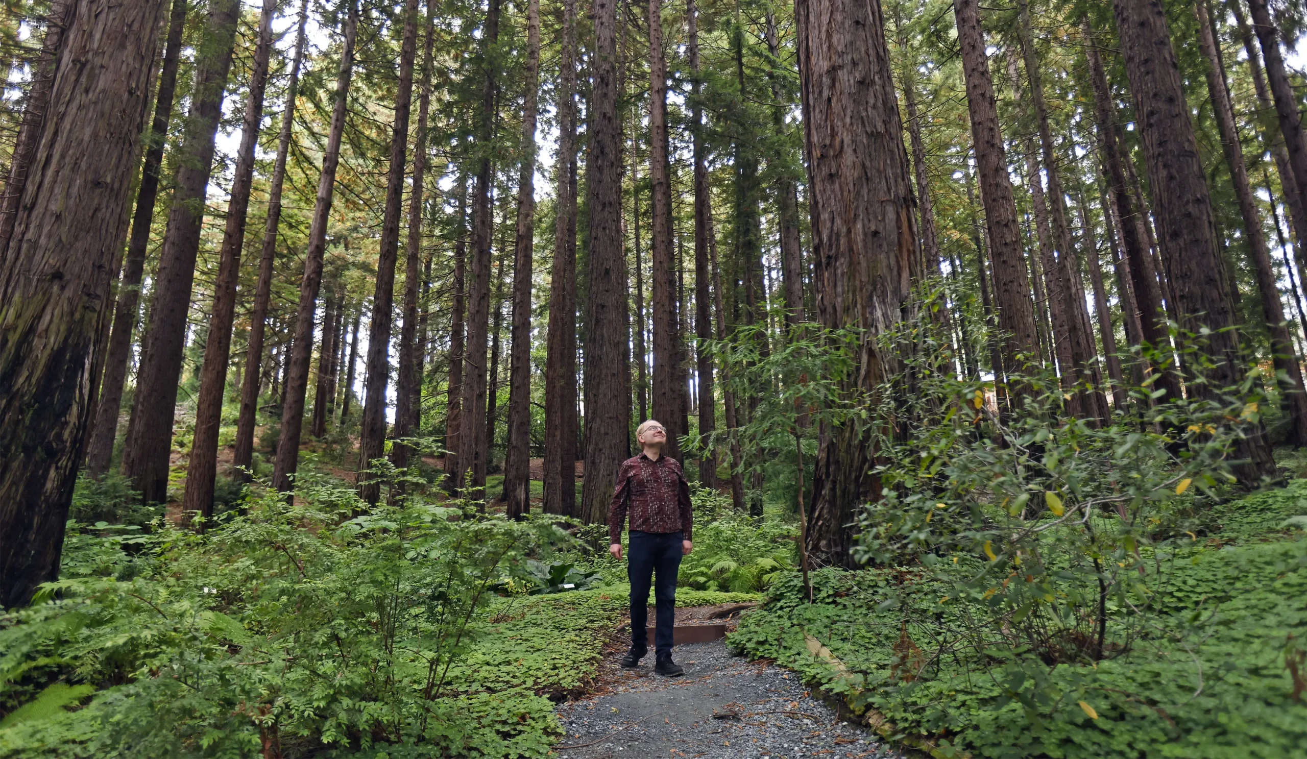 Efros in a red shirt stands among many huge trees.