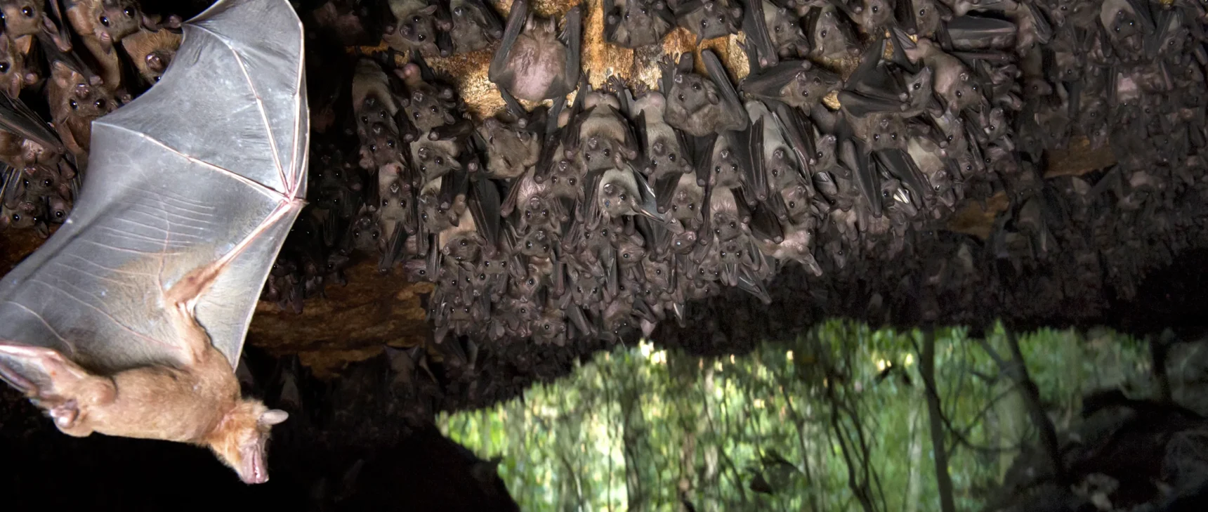 An Egyptian fruit bat swoops into a cave. The ceiling is covered with thousands of densely packed hanging bats. A patch of green forest is visible through the mouth of the cave.