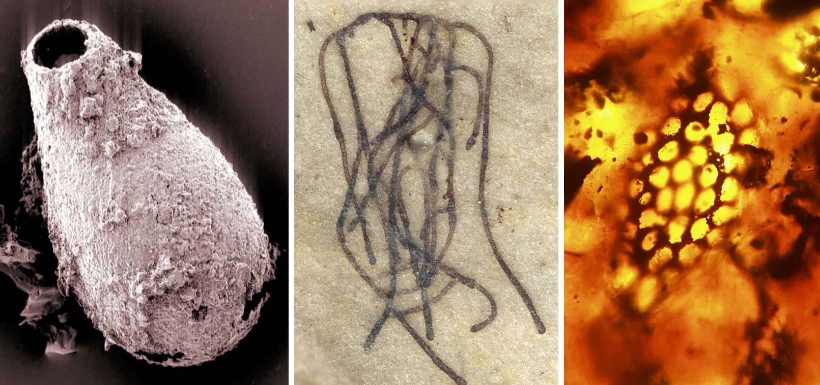 Three microscopic fossils of multicellular creatures distantly related to modern-day eukaryotes.