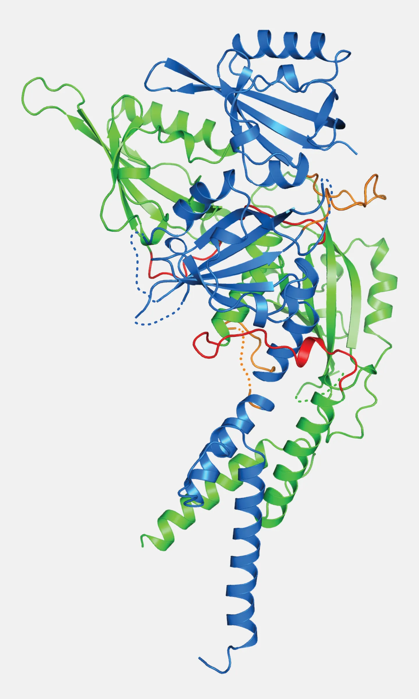 A ribbon diagram of the CLOCK and BMAL1 proteins shows how the proteins intertwine.