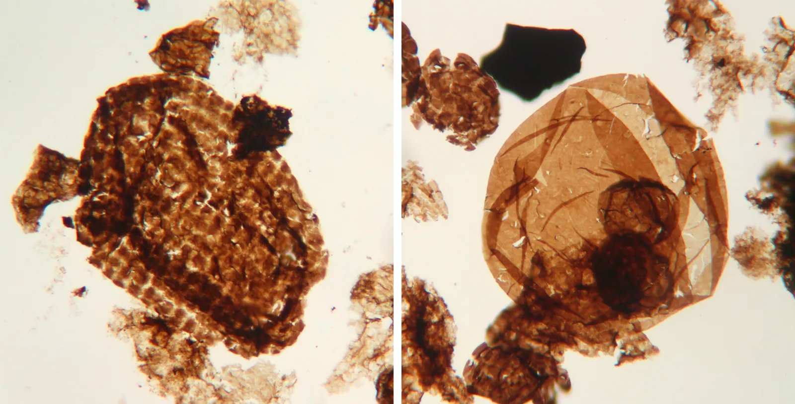 A pair of photos of early eukaryotic microscopic fossils. They look like squished grapes.