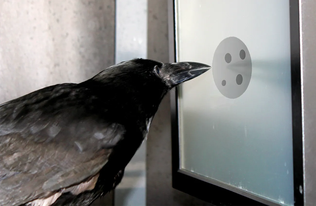 A crow faces a computer screen on which four dots appear.