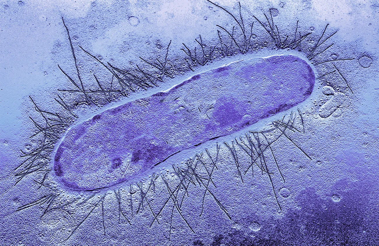 Micrograph of an E. coli bacterium, stained blue.