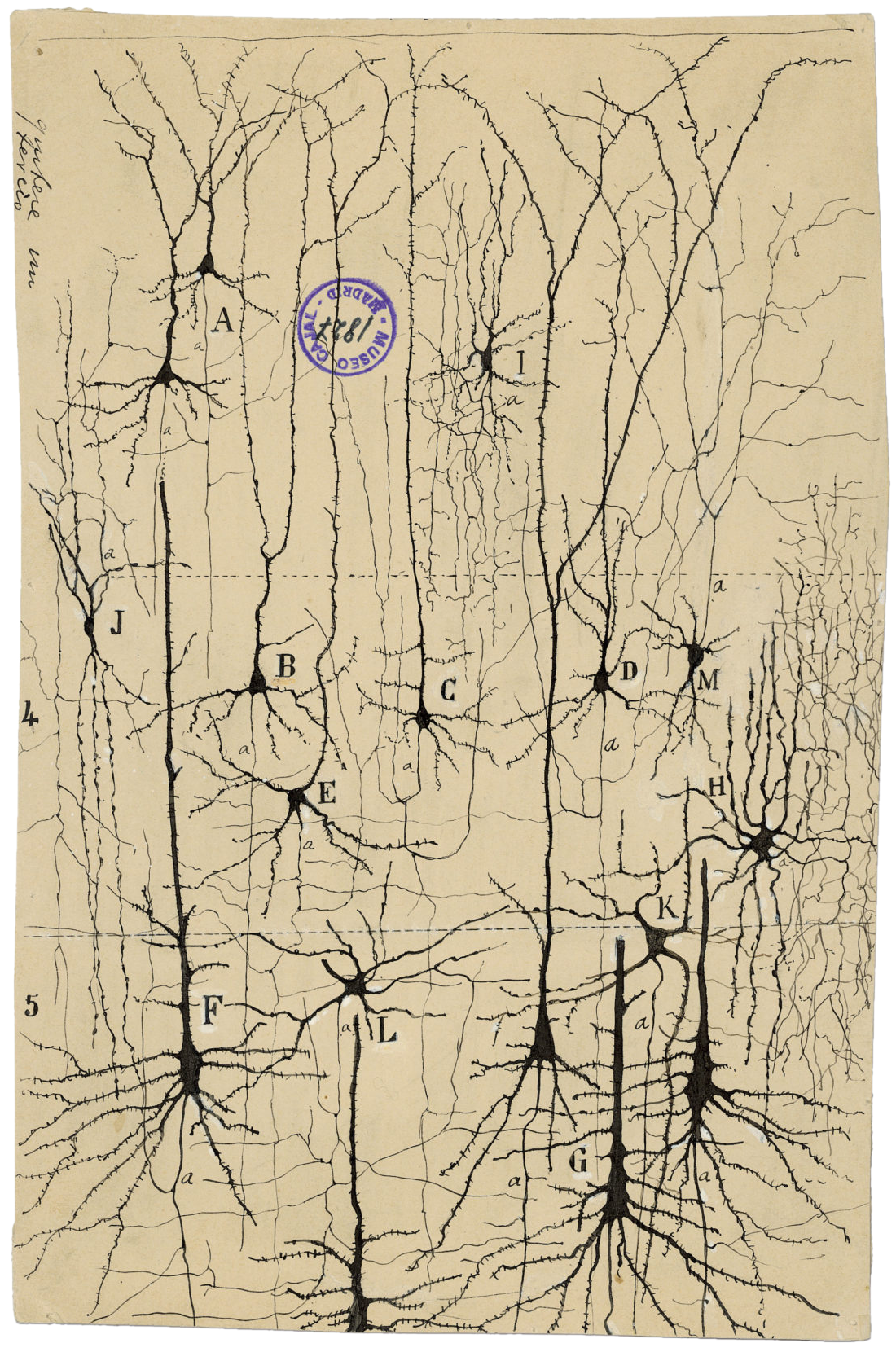 Inky drawings of neurons show long black cells with skinny protrusions, like the roots of a plant.