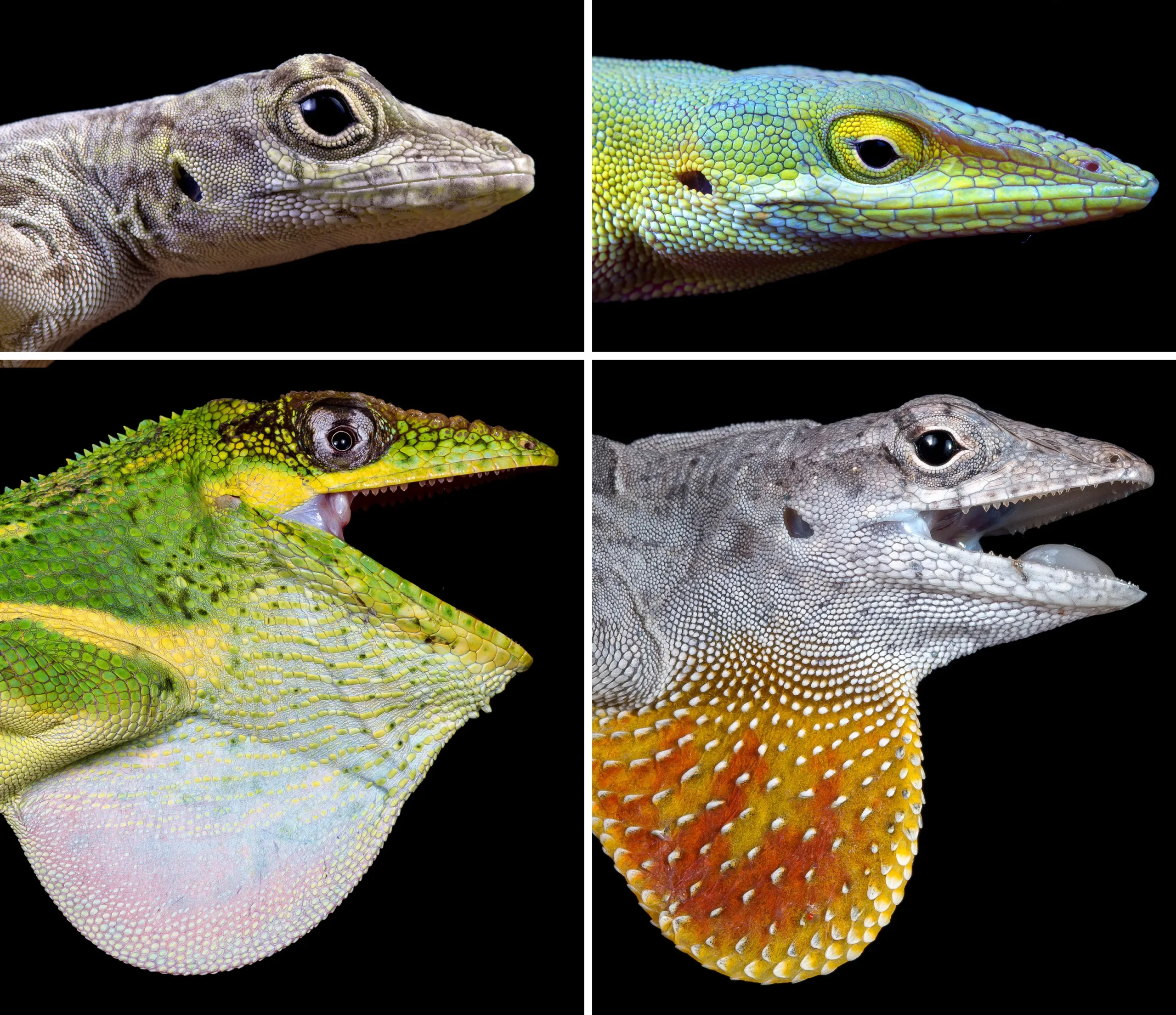 Headshots of four lizard species in profile, from top left: a brown lizard with a short head; a green lizard with a long pointy head; a brown lizard with an orange throat fan; and a large green lizard with a white throat fan.