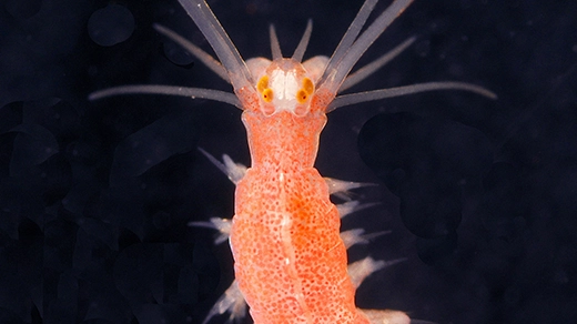 A close-up image of the head and upper body of a marine worm. Many orange dots are visible through translucent skin, and many clear bristles extend from the body.