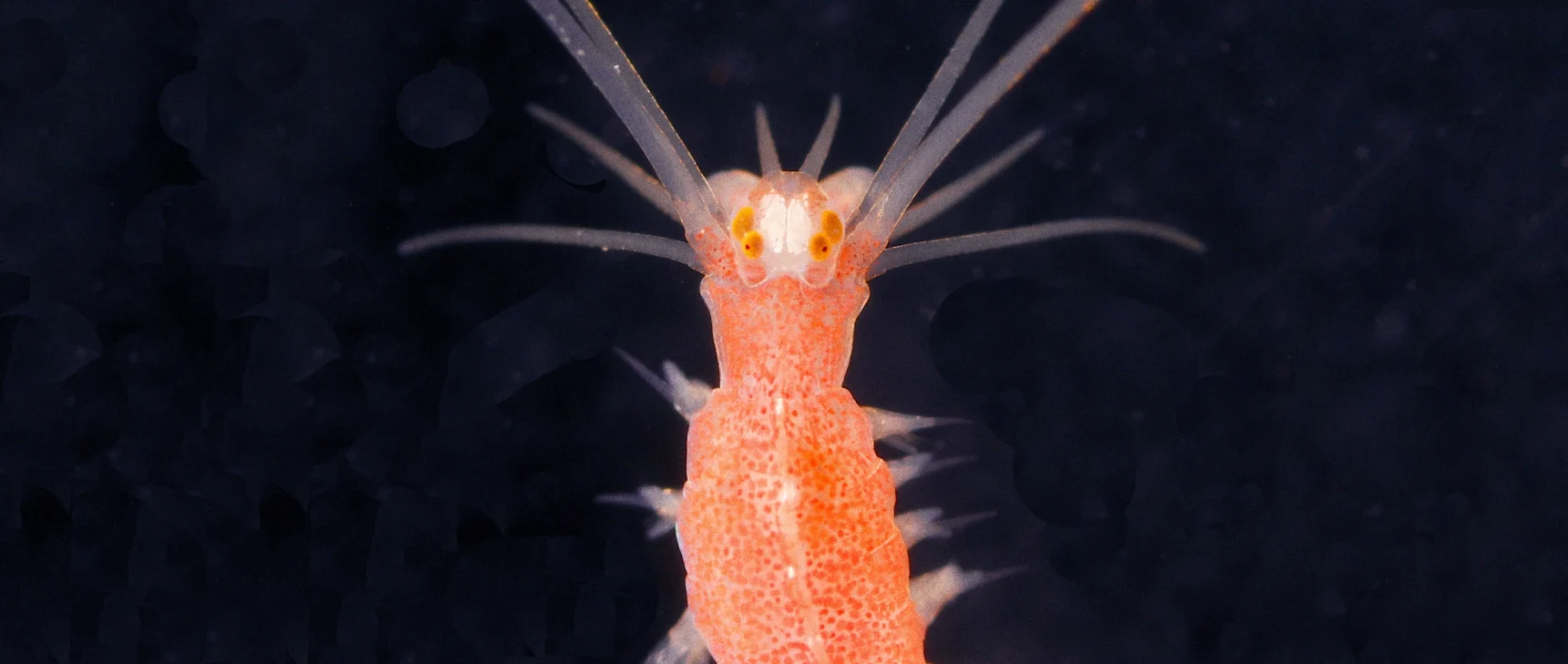 A close-up image of the head and upper body of a marine worm. Many orange dots are visible through translucent skin, and many clear bristles extend from the body.