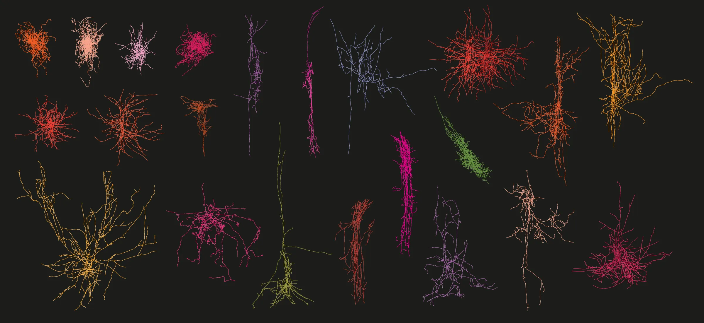 A variety of spindly neurons — each a different color, including red, blue, pink and orange — stand out on a black background.