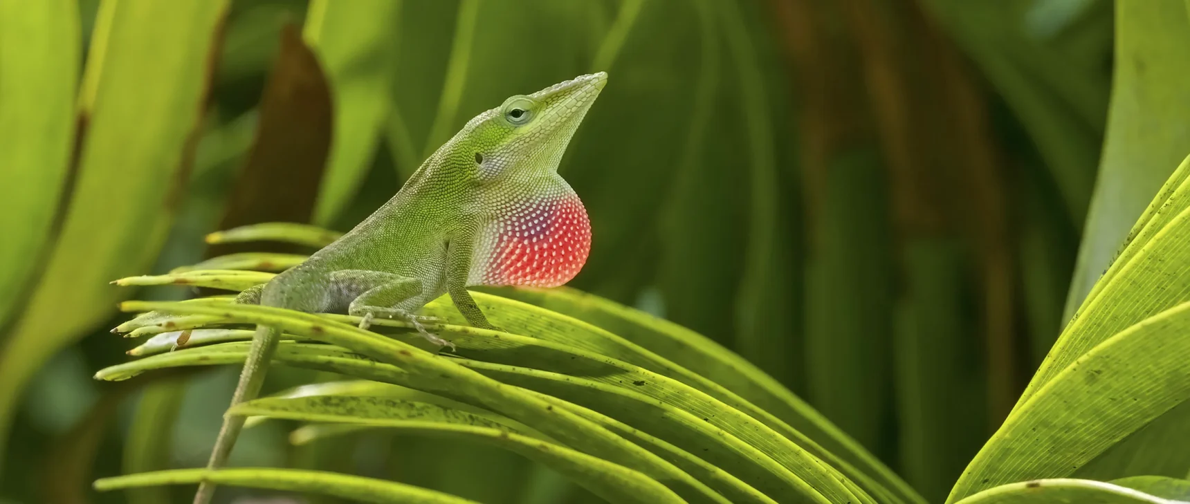 A handsome green lizard, with a pointy nose, long tail and expanded red throat fan, sits on a green leaf.